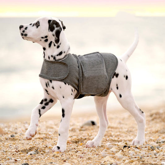 Dalmatian dog wearing a gray coat on a beach