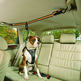Dog in a car with a safety harness, sitting on a beige car seat.