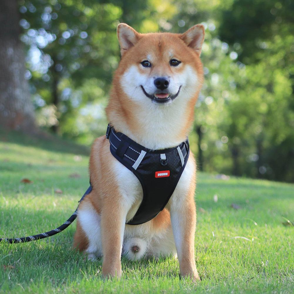 Dog wearing a black harness sitting on grass with trees in the background