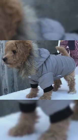video of dog wearing the parka