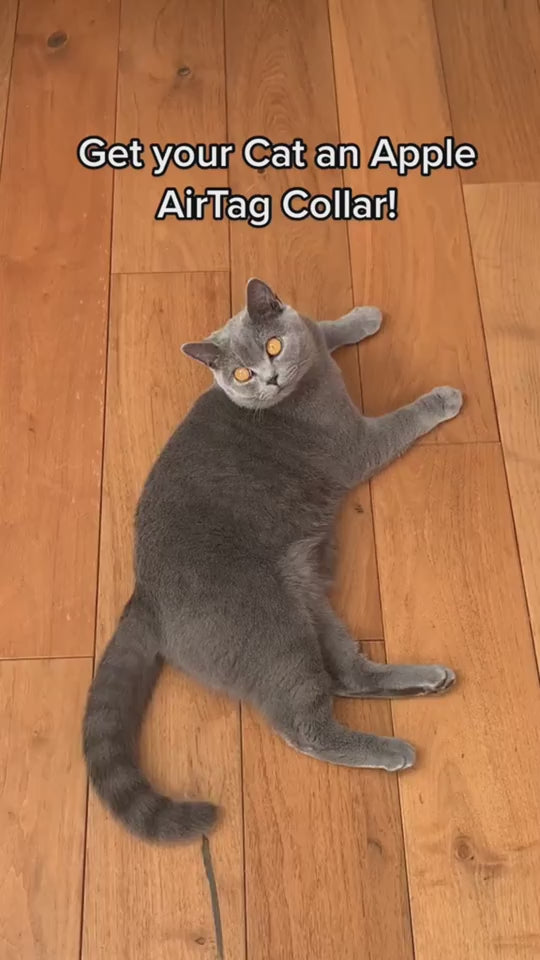 video of cat wearing air tag collor