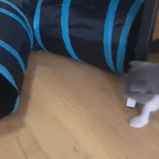 video of kitten playing with tunnel toy