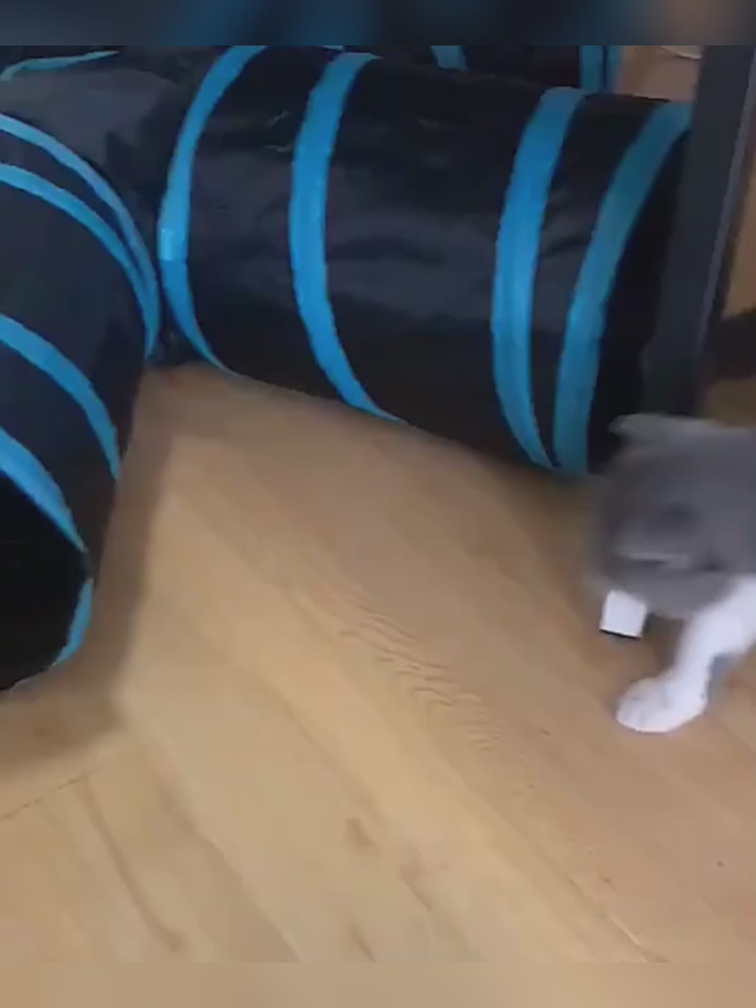 video of kitten playing with tunnel toy