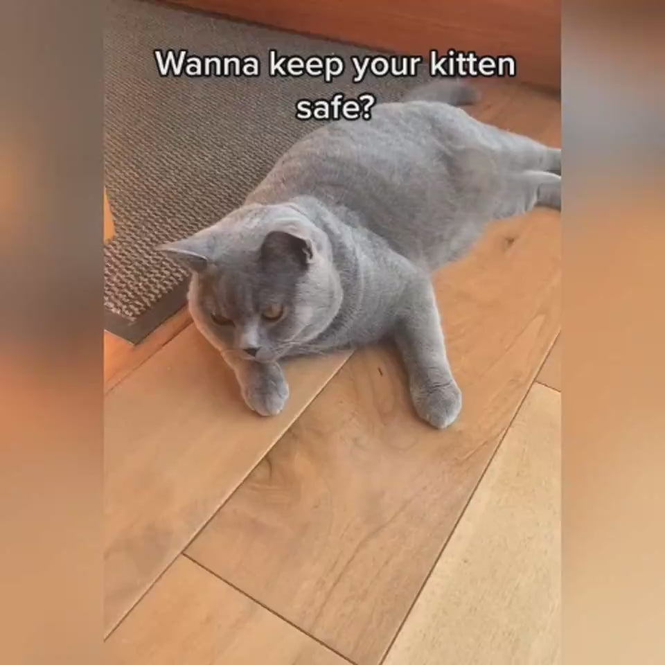video of cat wearing air tag collor