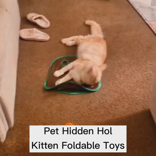video of cat playing with foldable hidden hole toy