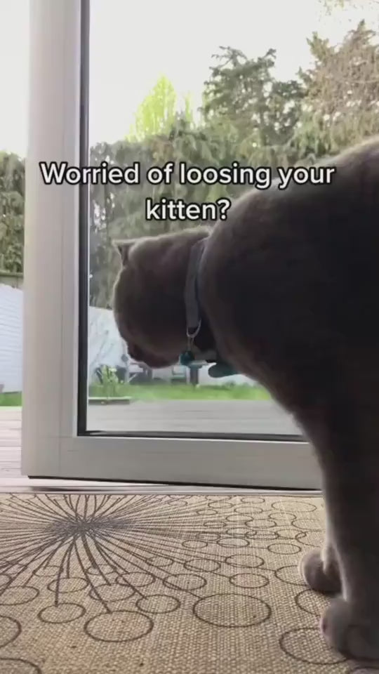 video of cat wearing air tag collor